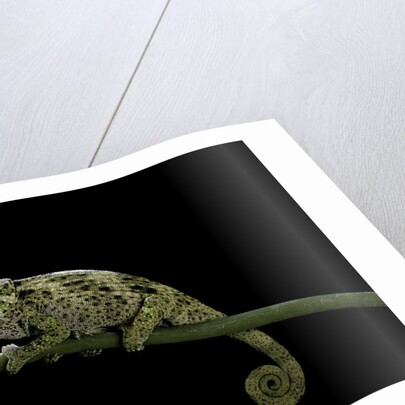 Chamaeleo johnstoni (Johnston's chameleon) - young by Anonymous