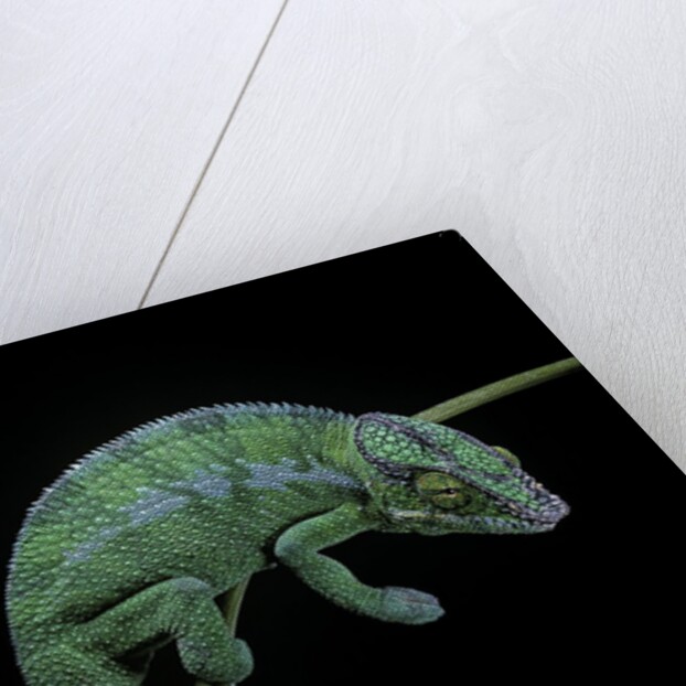 Chamaeleo pardalis (panther chameleon) by Anonymous