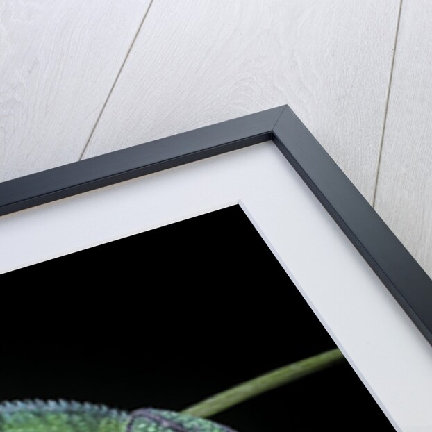 Chamaeleo pardalis (panther chameleon) by Anonymous