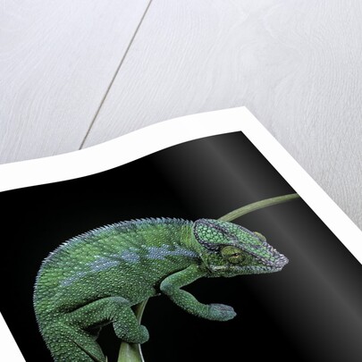 Chamaeleo pardalis (panther chameleon) by Anonymous