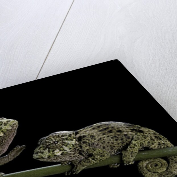 Chamaeleo johnstoni (Johnston's chameleon) - young by Anonymous