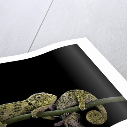Chamaeleo johnstoni (Johnston's chameleon) - young by Anonymous