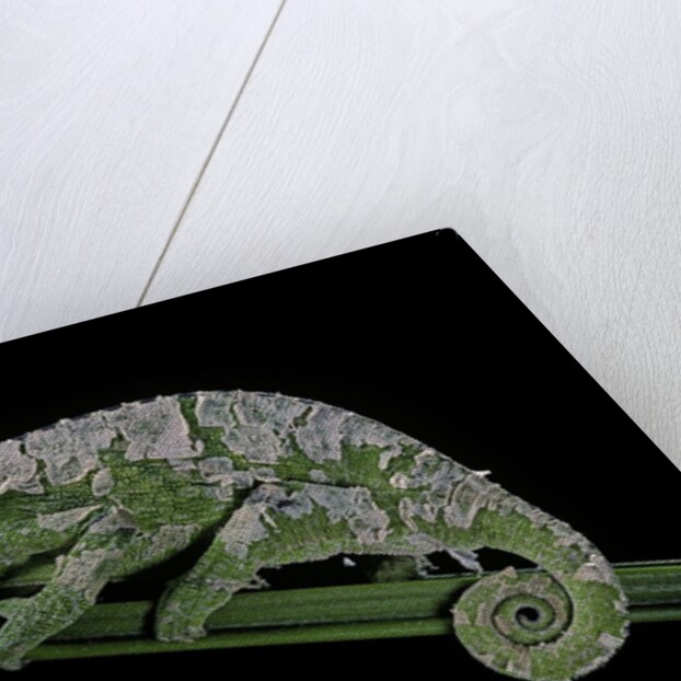 Chamaeleo johnstoni (Johnston's chameleon) - shedding its skin by Anonymous