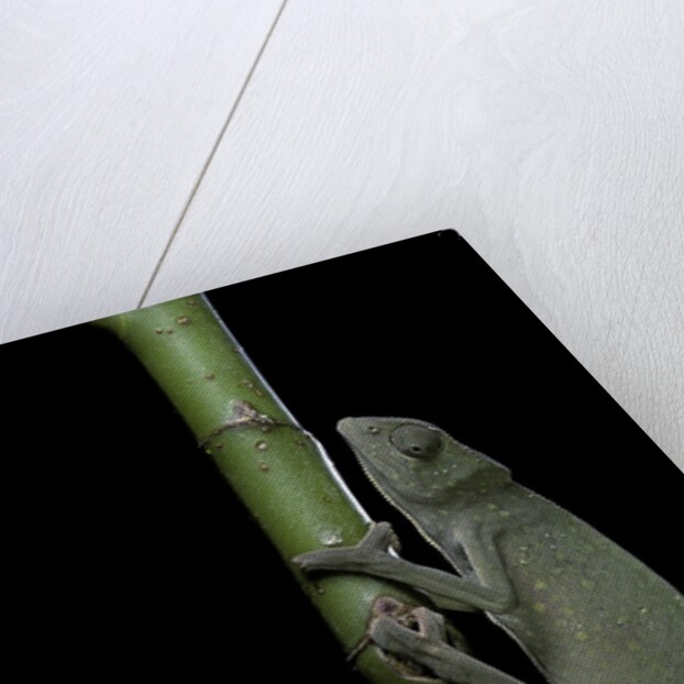 Chamaeleo senegalensis (Senegal chameleon) by Anonymous