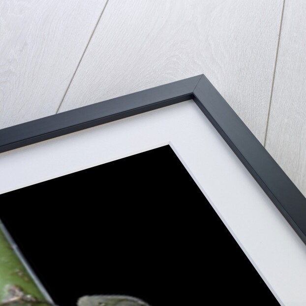 Chamaeleo senegalensis (Senegal chameleon) by Anonymous