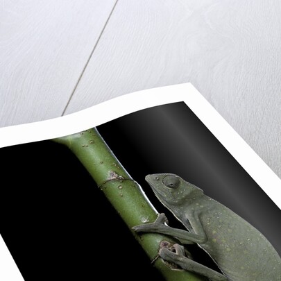Chamaeleo senegalensis (Senegal chameleon) by Anonymous