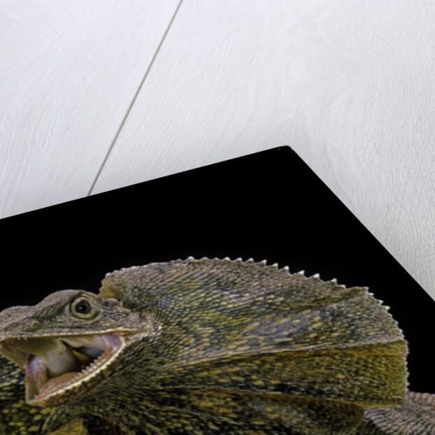 Chlamidausaurus kingi (frilled lizard) by Anonymous
