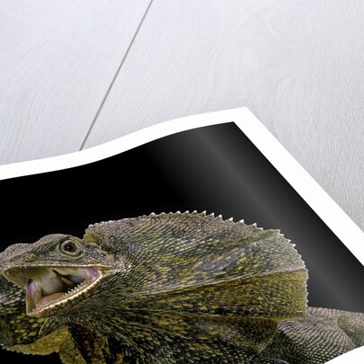 Chlamidausaurus kingi (frilled lizard) by Anonymous