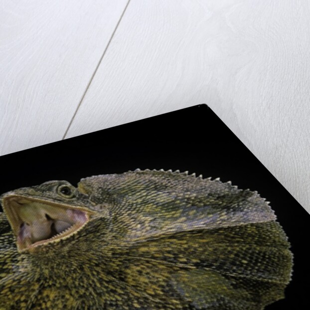 Chlamidausaurus kingi (frilled lizard) by Anonymous