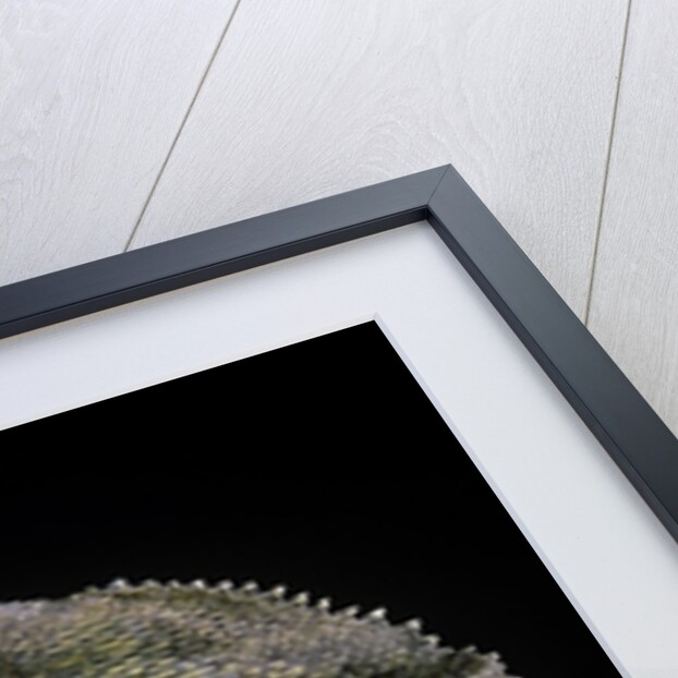 Chlamidausaurus kingi (frilled lizard) by Anonymous