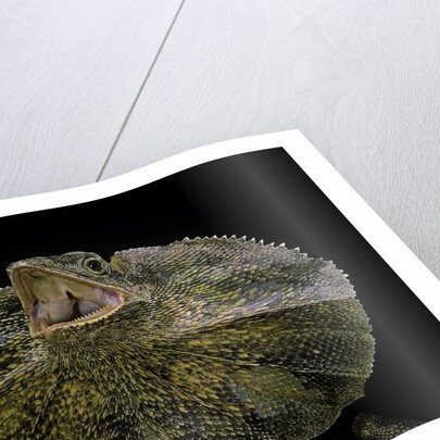 Chlamidausaurus kingi (frilled lizard) by Anonymous