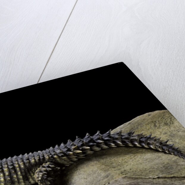 Cordylus giganteus (sun-gazer) by Anonymous