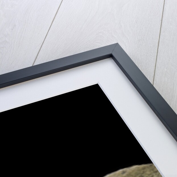 Cordylus giganteus (sun-gazer) by Anonymous