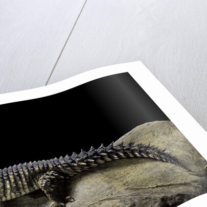 Cordylus giganteus (sun-gazer) by Anonymous