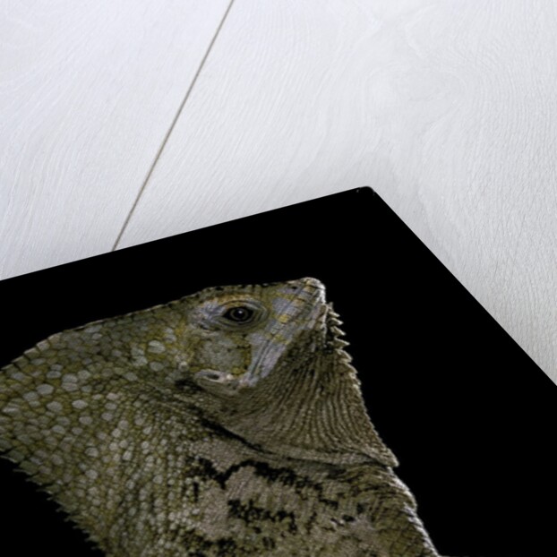 Corytophanes cristatus (helmeted iguana) by Anonymous
