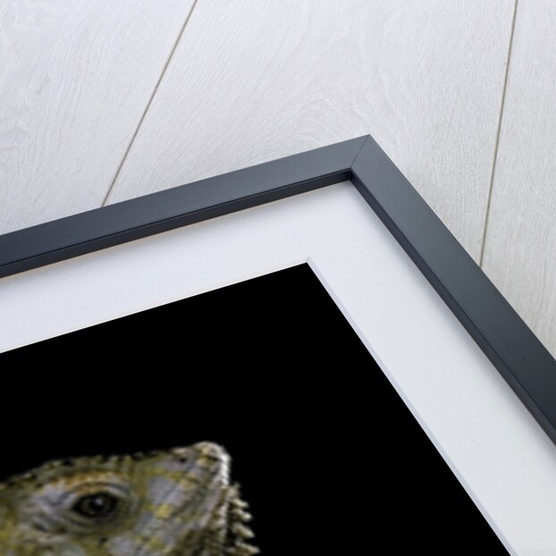 Corytophanes cristatus (helmeted iguana) by Anonymous