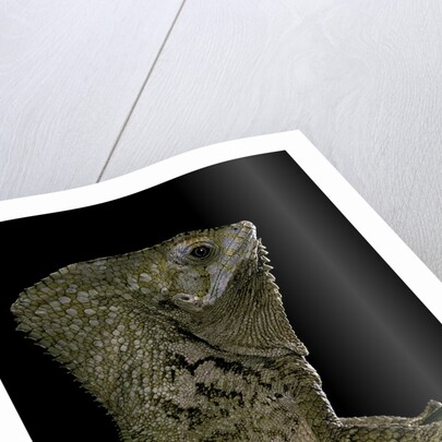 Corytophanes cristatus (helmeted iguana) by Anonymous