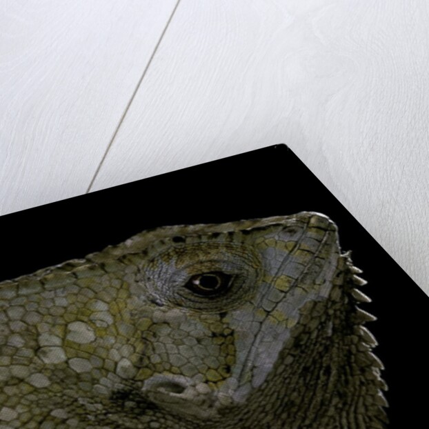 Corytophanes cristatus (helmeted iguana) by Anonymous