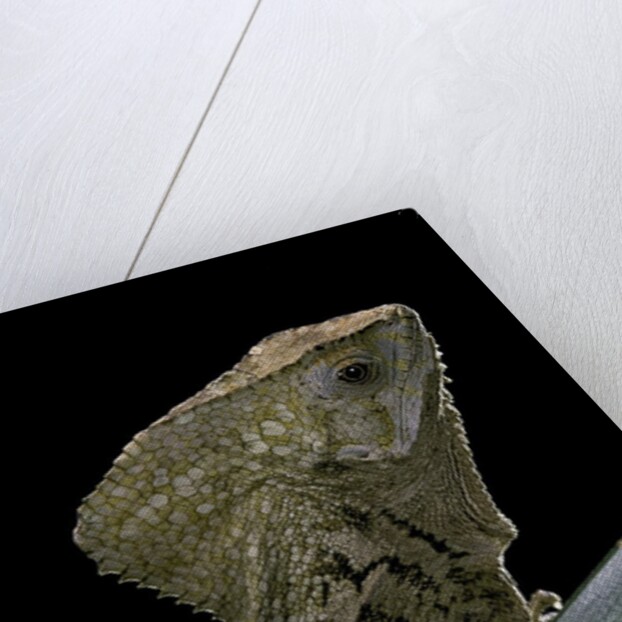 Corytophanes cristatus (helmeted iguana) by Anonymous