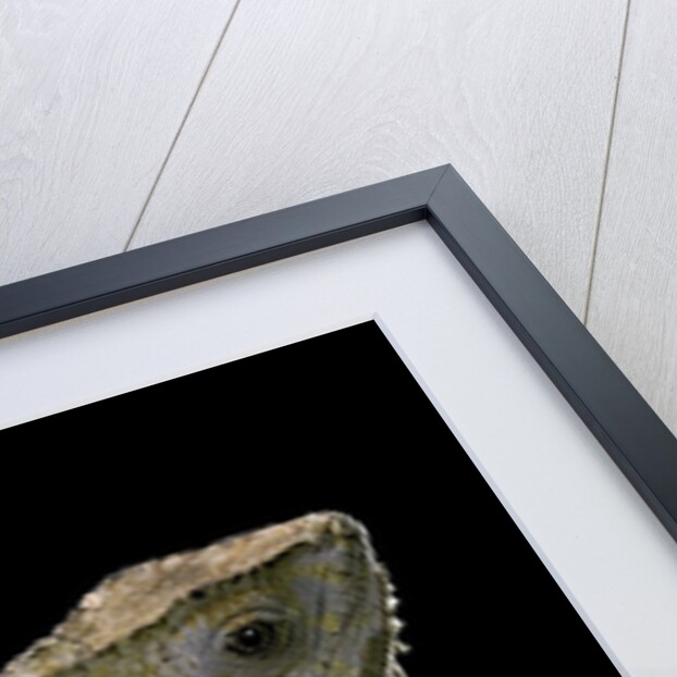 Corytophanes cristatus (helmeted iguana) by Anonymous