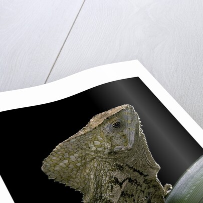 Corytophanes cristatus (helmeted iguana) by Anonymous