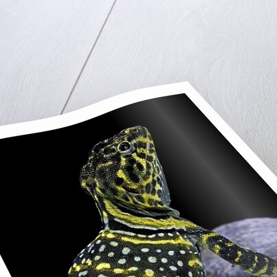Crotaphytus collaris (collared lizard) by Anonymous