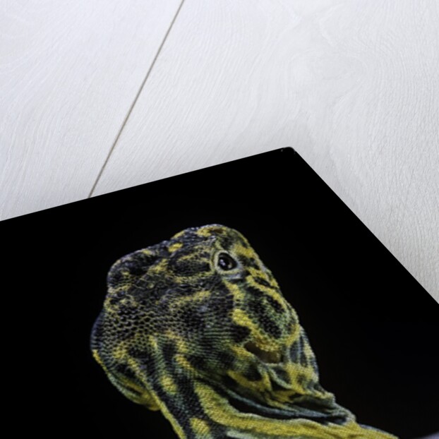 Crotaphytus collaris (collared lizard) by Anonymous