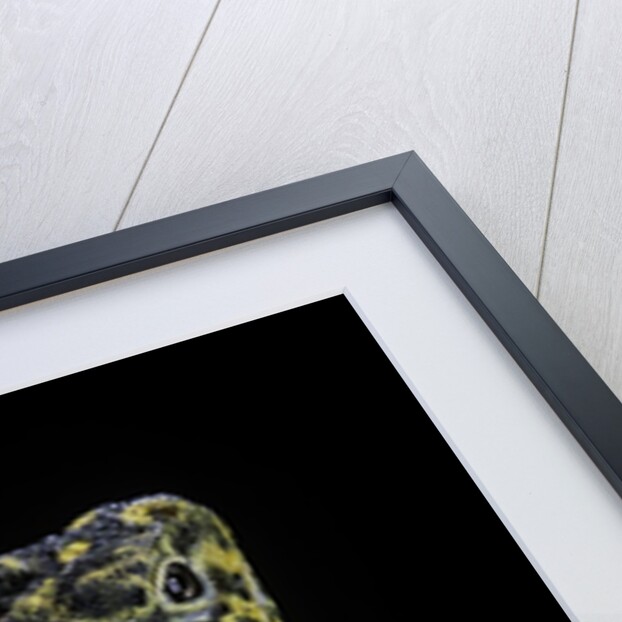 Crotaphytus collaris (collared lizard) by Anonymous