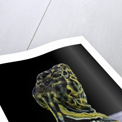 Crotaphytus collaris (collared lizard) by Anonymous