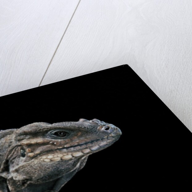 Cyclura cornuta (rhinoceros iguana) by Anonymous