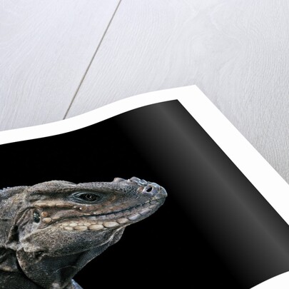 Cyclura cornuta (rhinoceros iguana) by Anonymous