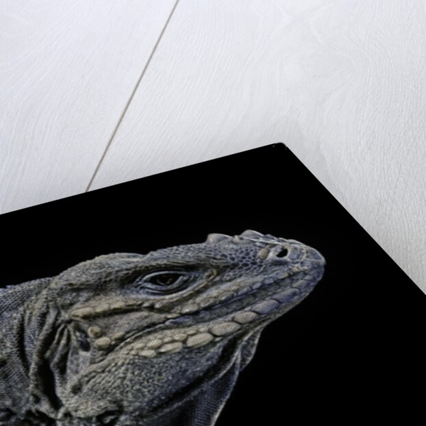 Cyclura cornuta (rhinoceros iguana) by Anonymous