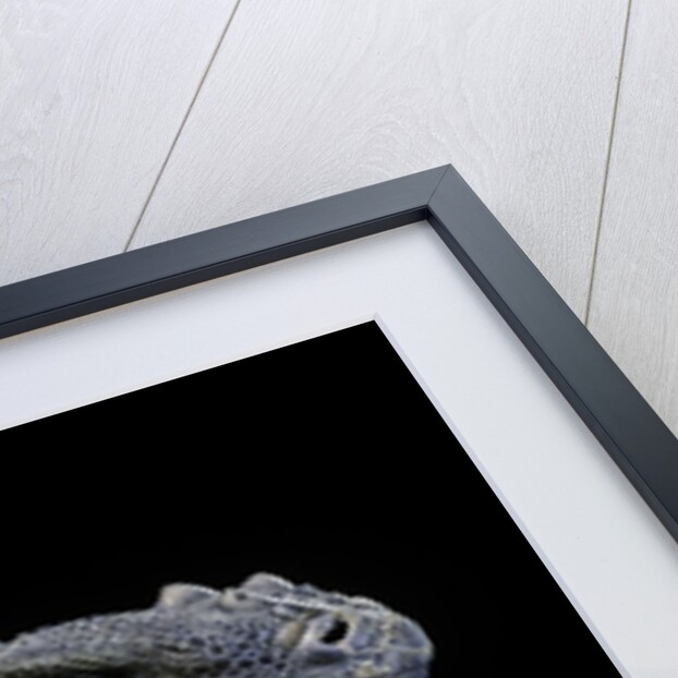 Cyclura cornuta (rhinoceros iguana) by Anonymous