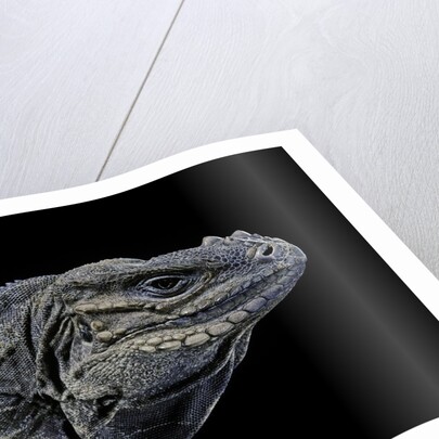 Cyclura cornuta (rhinoceros iguana) by Anonymous