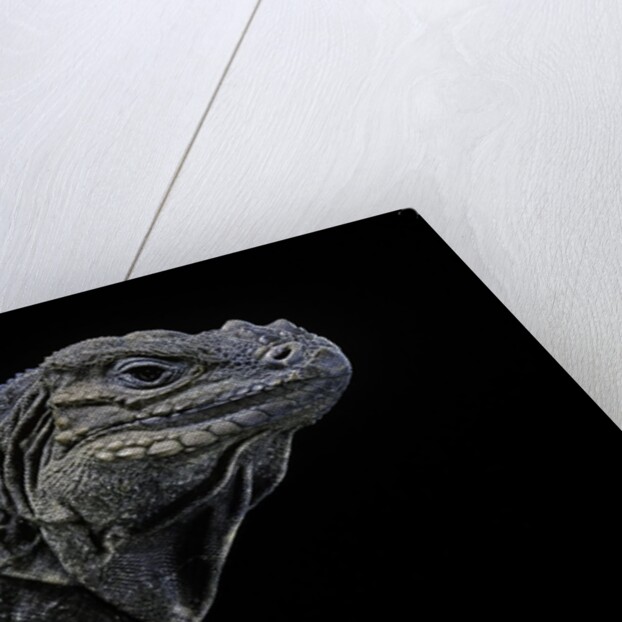 Cyclura cornuta (rhinoceros iguana) by Anonymous