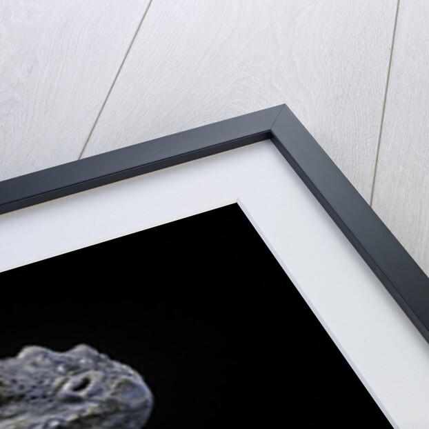 Cyclura cornuta (rhinoceros iguana) by Anonymous