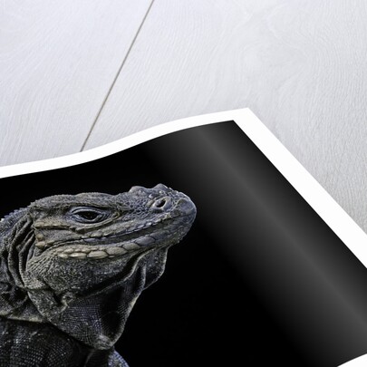 Cyclura cornuta (rhinoceros iguana) by Anonymous