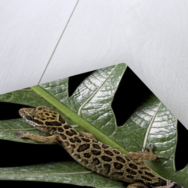 Cyrtodactylus peguensis (Thai bow-fingered gecko) by Anonymous