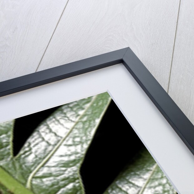 Cyrtodactylus peguensis (Thai bow-fingered gecko) by Anonymous