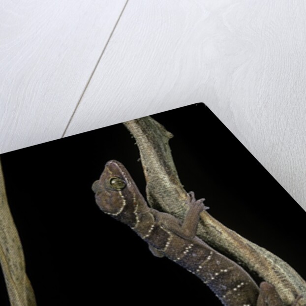 Cyrtodactylus pulchellus (Malayan forest gecko) by Anonymous