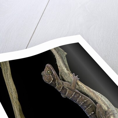 Cyrtodactylus pulchellus (Malayan forest gecko) by Anonymous