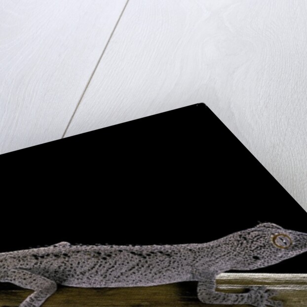 Diplodactylus ciliaris (Western spinytail gecko) by Anonymous
