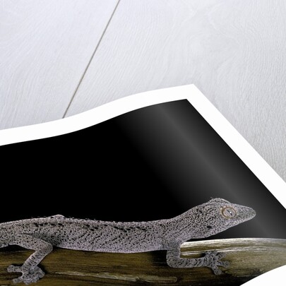 Diplodactylus ciliaris (Western spinytail gecko) by Anonymous