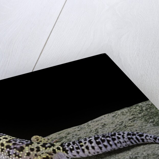 Eublepharis macularius (leopard gecko) by Anonymous