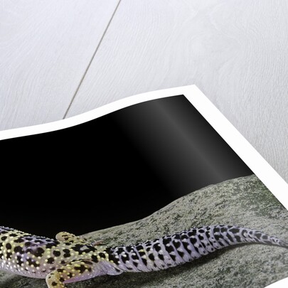Eublepharis macularius (leopard gecko) by Anonymous