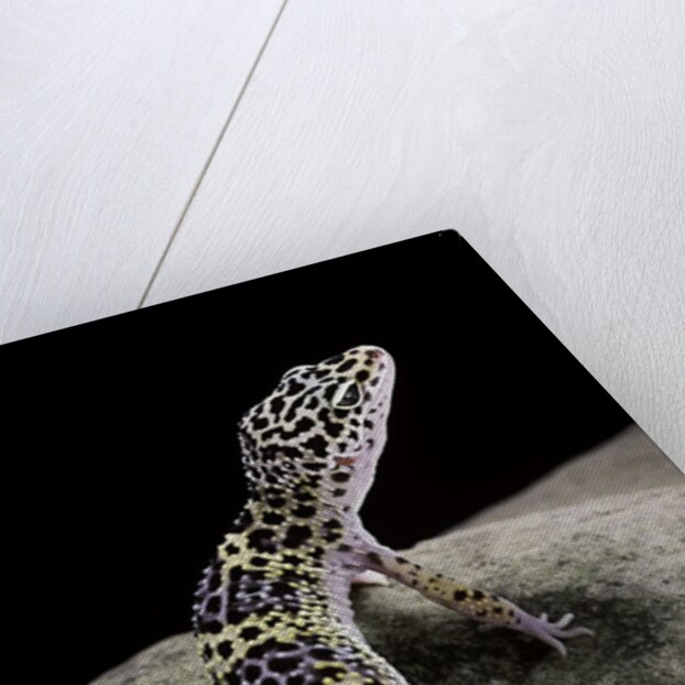 Eublepharis macularius (leopard gecko) by Anonymous