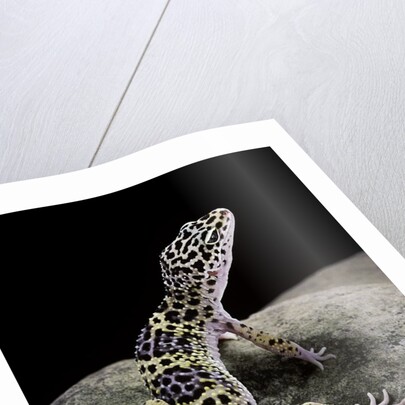 Eublepharis macularius (leopard gecko) by Anonymous