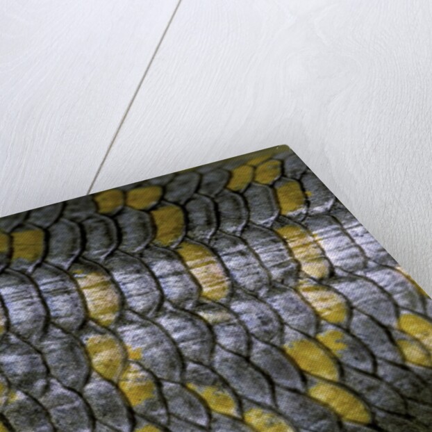 Eumeces schneideri (dotted skink, Schneider's skink or the Berber skink) by Anonymous