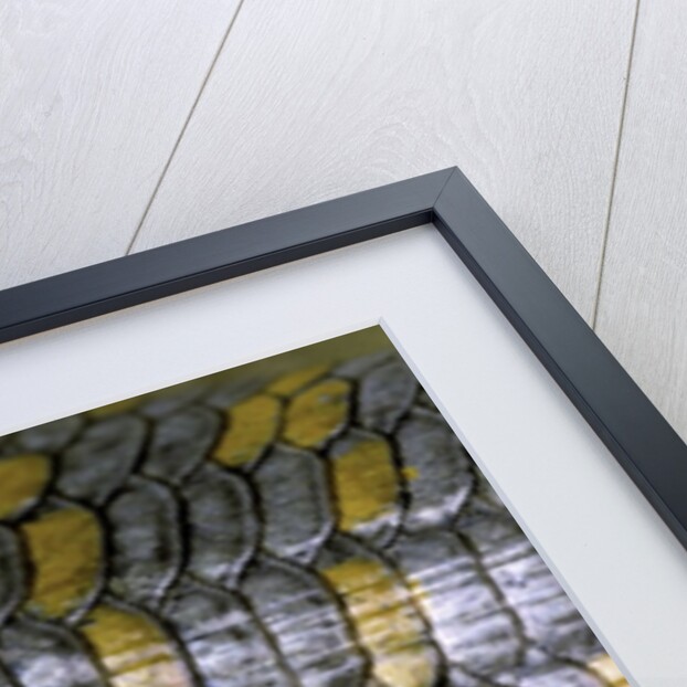 Eumeces schneideri (dotted skink, Schneider's skink or the Berber skink) by Anonymous