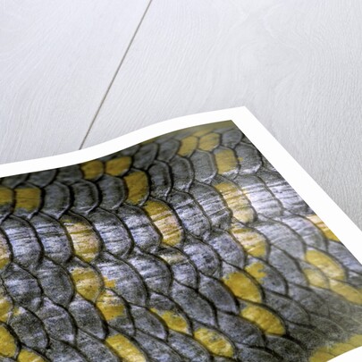 Eumeces schneideri (dotted skink, Schneider's skink or the Berber skink) by Anonymous